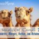 The benefits of camel milk for allergies - autoimmune disease- autism and diabetes