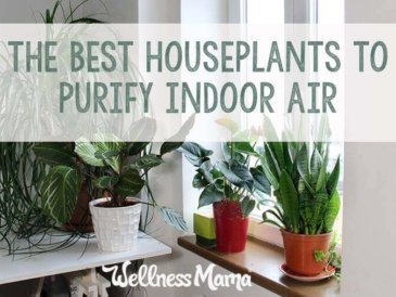 The best houseplants to purify indoor air