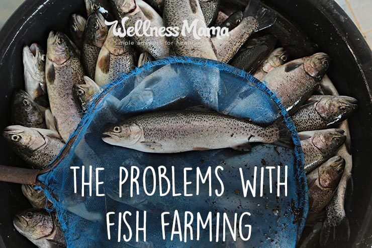 The problems with commercial fish farming