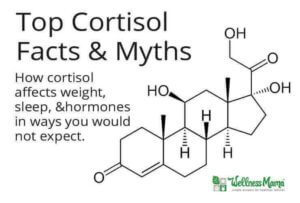 Top Cortisol Myths
