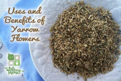 Uses and benefits of Yarrow Leaves and Flowers- a great soothing and healing herb