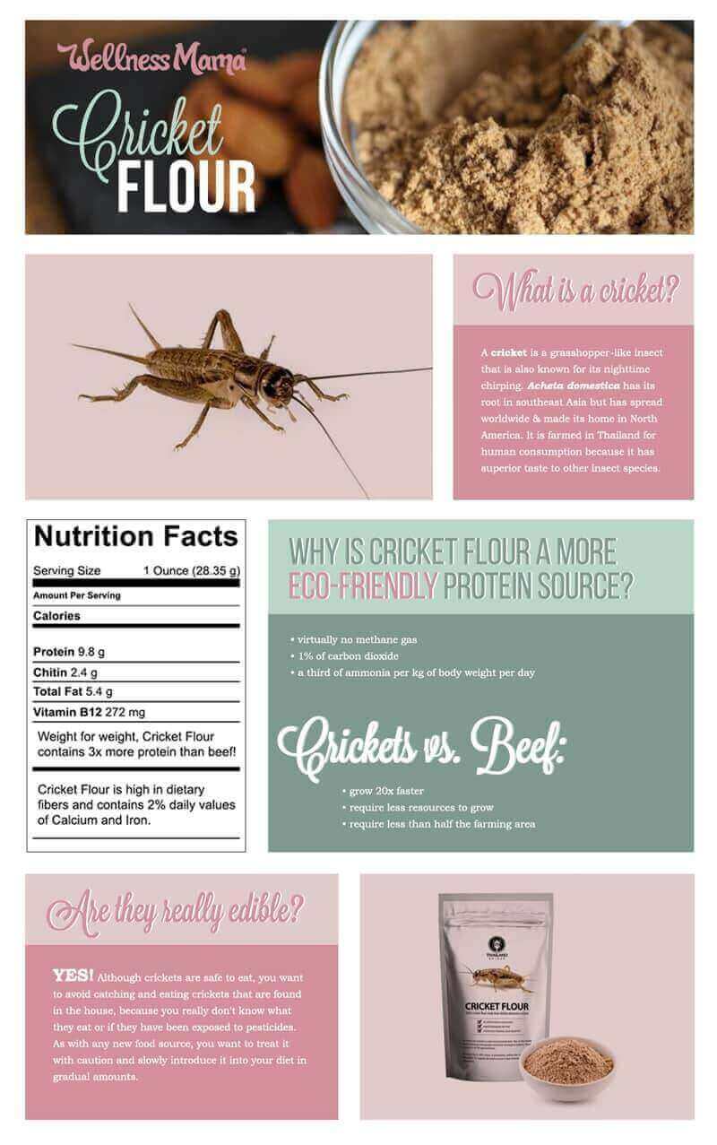 Cricket flour is growing in popularity because of its high protein content an sustainable production... but would you eat cricket based foods?