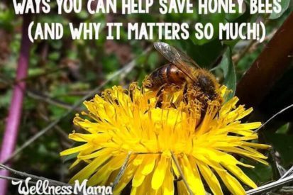 Ways to help save honey bees and why it matters so much