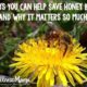 Ways to help save honey bees and why it matters so much