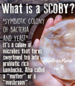 What is a SCOBY- symbiotic colony of bacteria and yeast