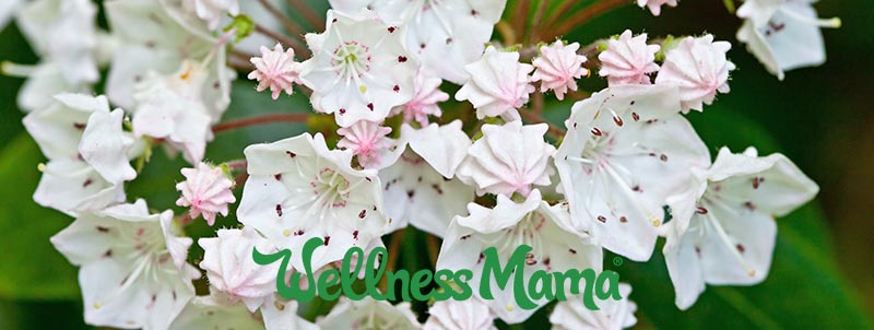 Why mountain laurel flowers are a reason to cut down your bradford pear trees