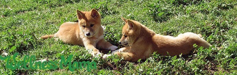 Why these cute little dingos are a reason to cut down Bradford Pear Trees