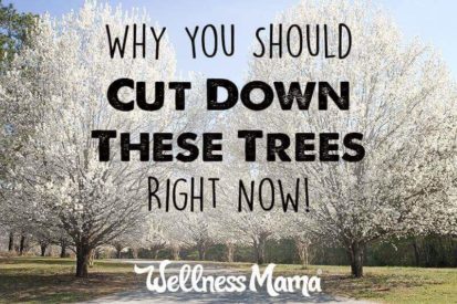 Why you should cut down these trees right now