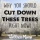 Why you should cut down these trees right now