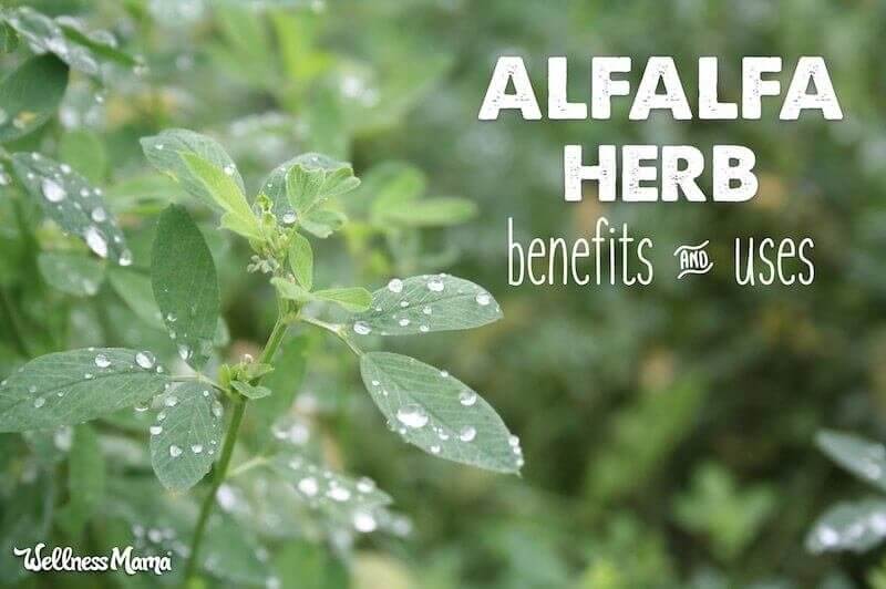 How to Use Alfalfa (& the Benefits) Wellness Mama