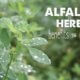 Alfalfa Herb benefits and uses