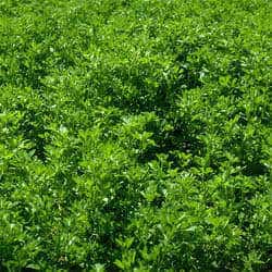 Healthy Uses for Alfalfa Herb