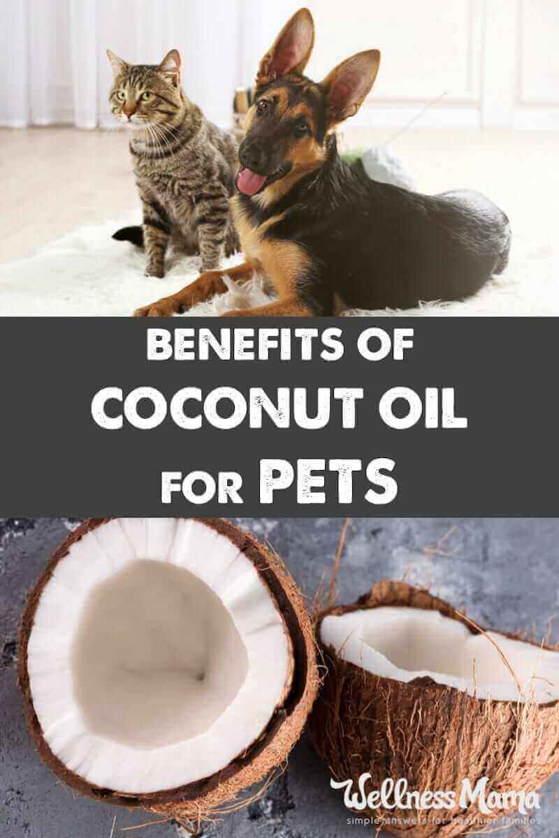 There are many ways to use coconut oil for pets to improve health and soften their coats. Most animals love coconut oil so it's easy to add it to their diet.