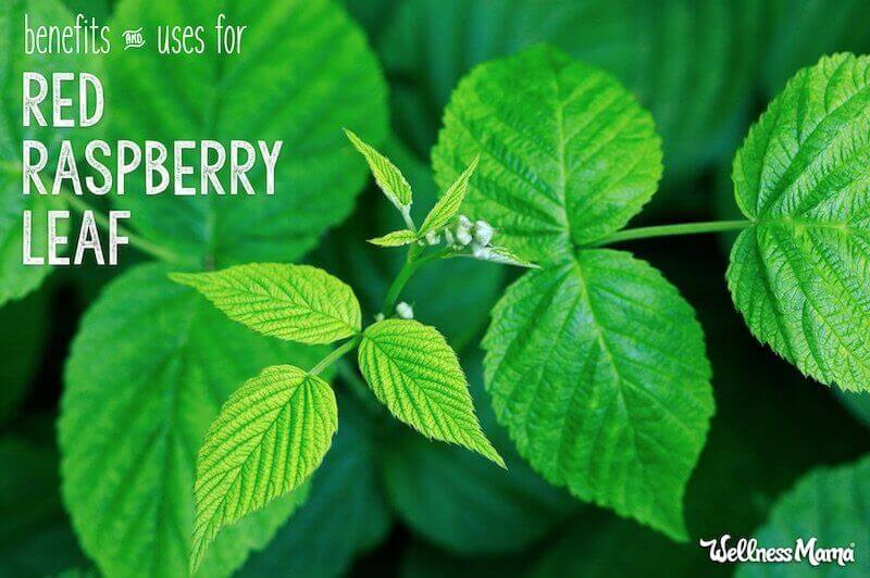benefits and uses of red raspberry leaf