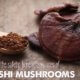 reishi mushroom benefits uses safe