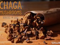 The benefits of chaga mushrooms