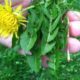 uses for dandelions