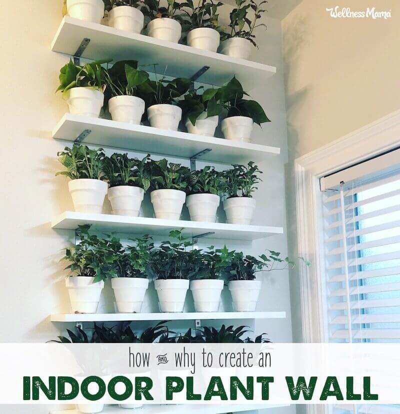 how to hang plants on wall inside