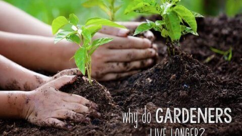Why do gardeners live longer?