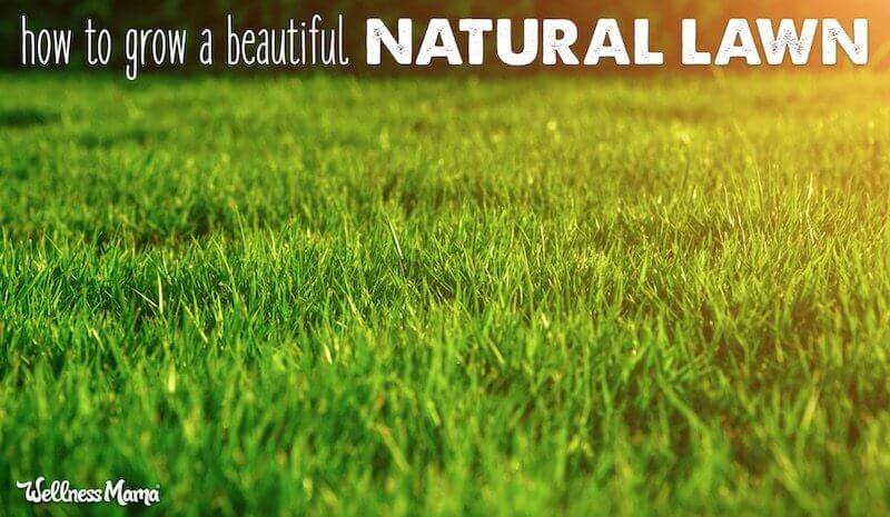 how to grow a beautiful lawn naturally and organically