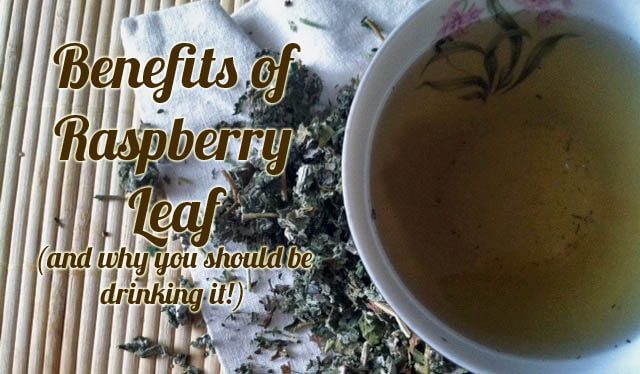 health benefits of red raspberry leaf and why you should be drinking it
