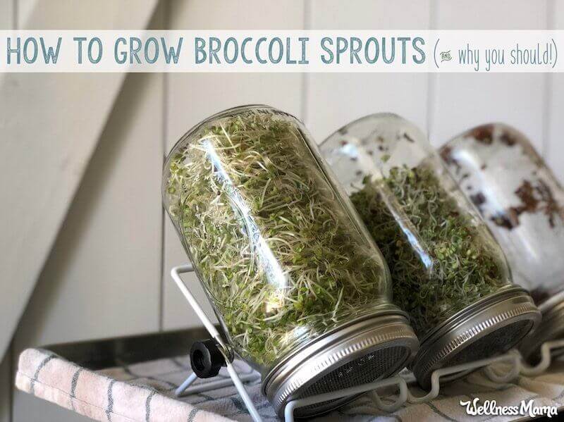 Benefits of Broccoli Sprouts