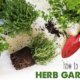 growing herbs at home