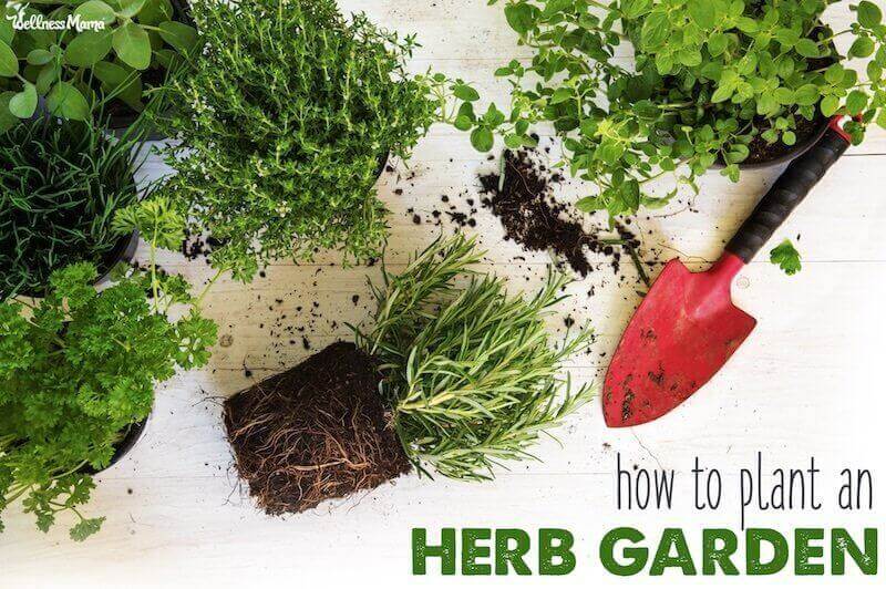 Guide to Growing Herbs for Cooking, Remedies, and More