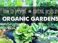 how to prevent and control pests in organic gardens