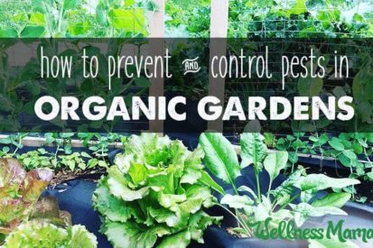 how to prevent and control pests in organic gardens