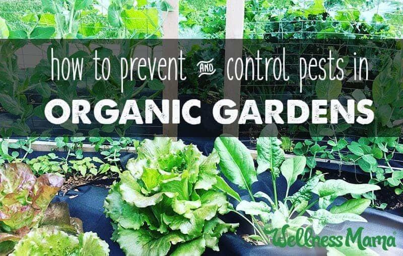 Garden Pest Control Prevention Natural Options Wellness Mama