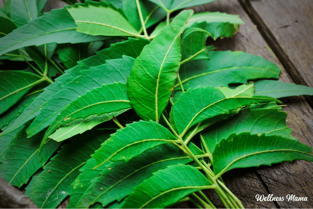 Neem Benefits for Health and More