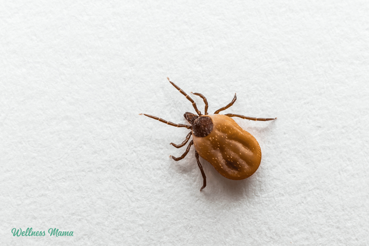 How to Prevent Tick Bites (+ What to Do if You Are Bit)