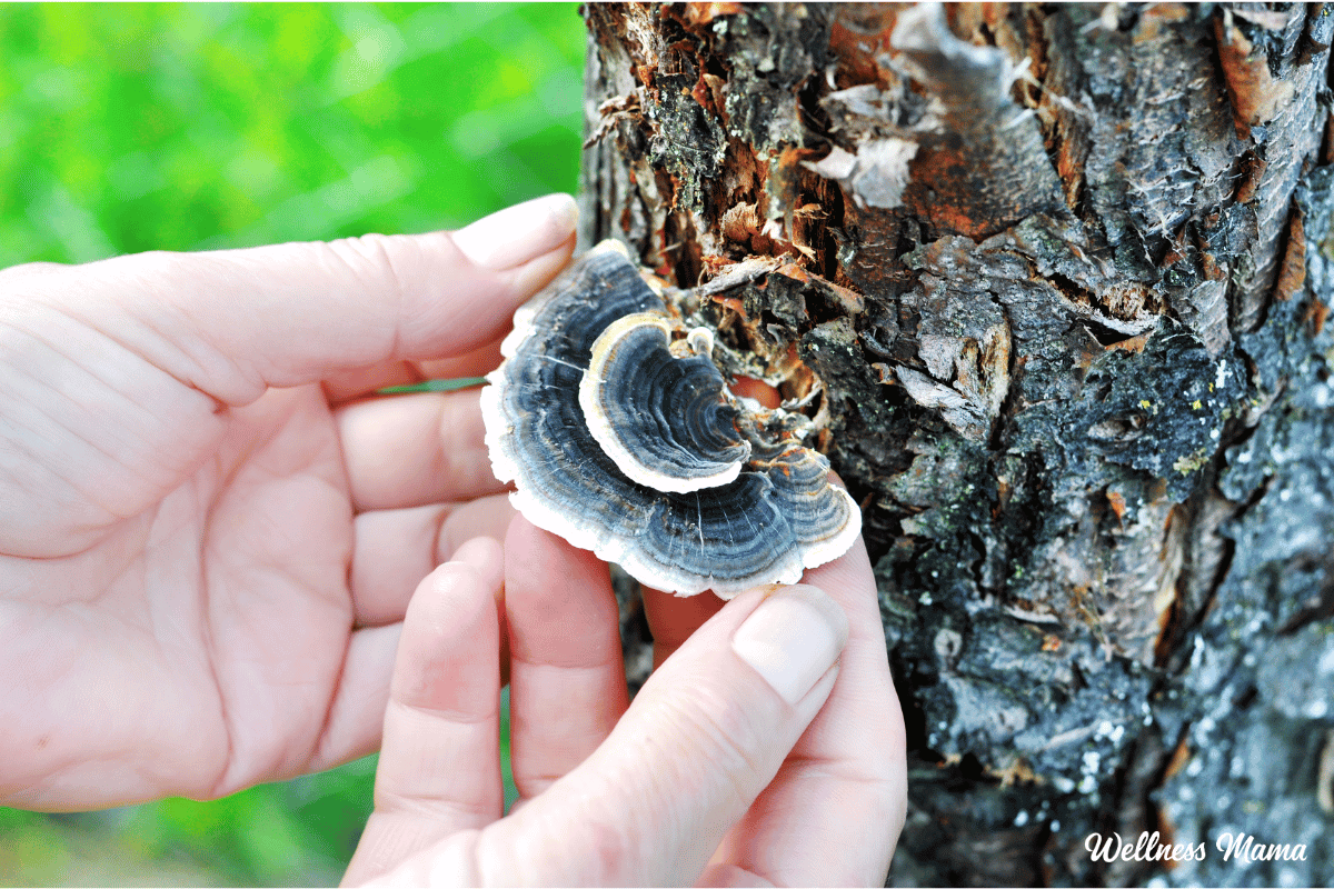 Turkey Tail Mushrooms (and Why To Try Them)