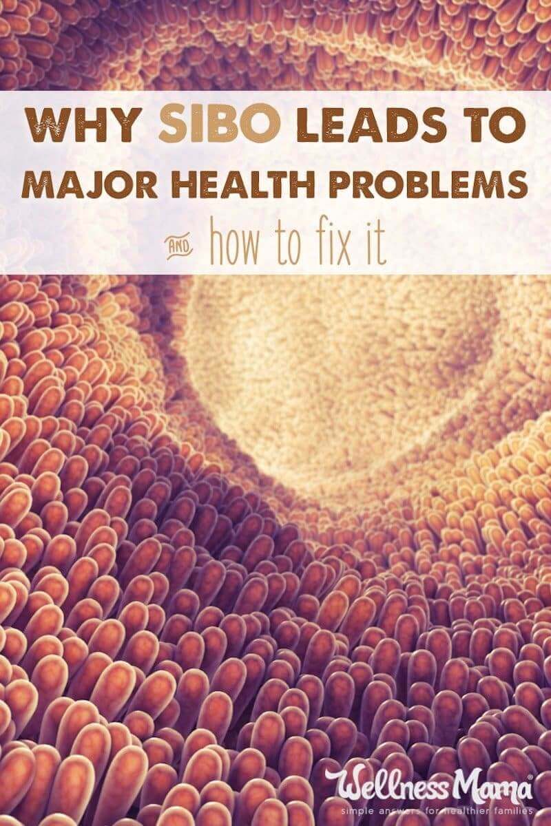 SIBO or Small Intestinal Bacterial Overgrowth may be the root of many major health problems and it is hard to beat. Learn how diet and other changes help!